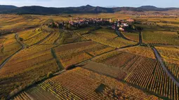 Pemandangan udara desa Hunawihr, Prancis, dengan gereja Saint-Jacques-le-Majeur (kiri) dan dikelilingi kebun anggur Alsace pada musim gugur, 26 Oktober 2021. Saat memasuki pertengahan bulan Oktober, daun-daun akan berubah warna menyajikan pemandangan musim gugur yang memesona (SEBASTIEN BOZON / AFP)