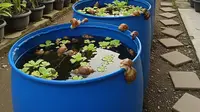 Cara Ternak Keong Mas di Drum Bekas, Solusi Hemat Pakan Ternak