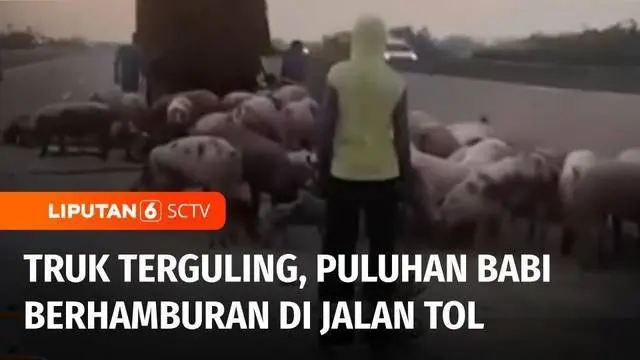 Sebuah truk pengangkut babi mengalami pecah ban lalu terguling di jalan tol Nganjuk, Jawa Timur. Akibatnya, puluhan babi berhamburan di jalan tol. Evakuasinya pun butuh waktu lama.