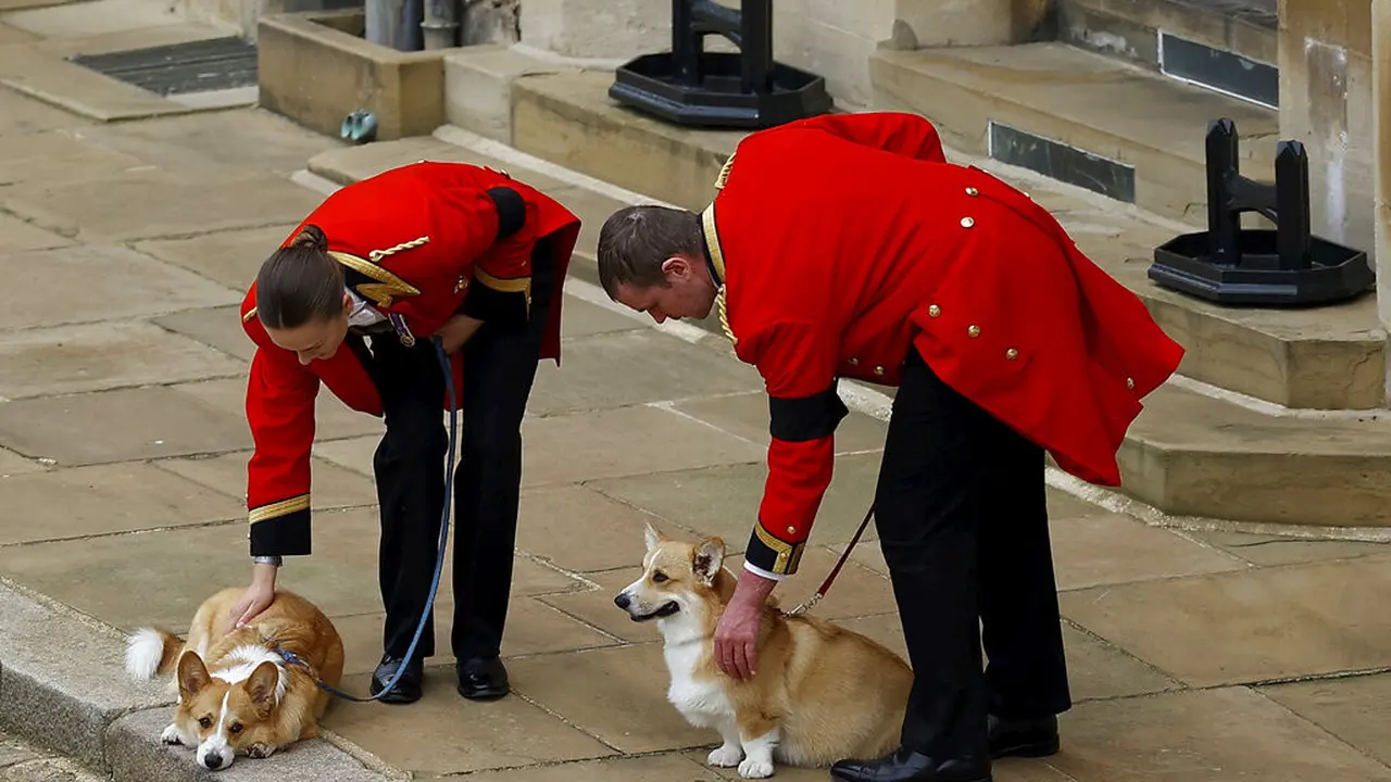 Dua anjing corgi milik Ratu Elizabeth II di pemakaman sang majikan, Senin 19 September 2022. (Foto: Peter Nicholls/Pool Photo via AP)