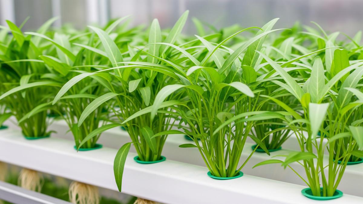 6 Cara Menanam Kangkung Hidroponik untuk Pemula di Rumah