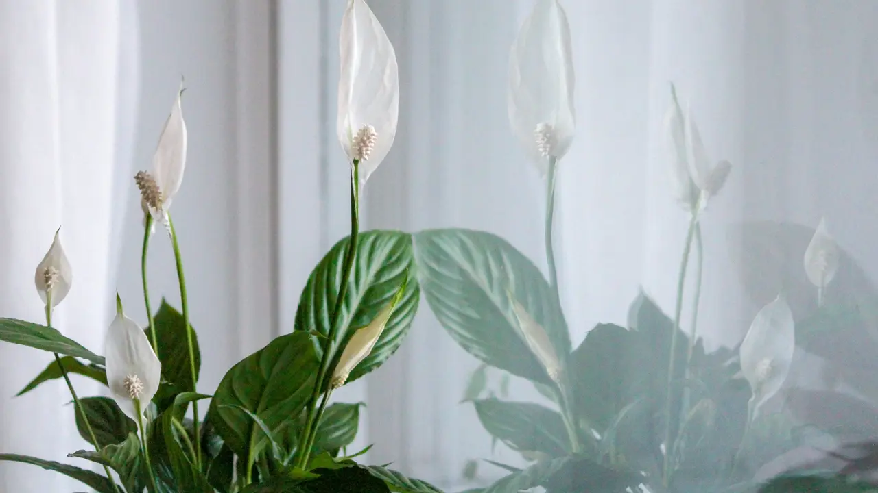 Peach Lily/Photo by Outi Marjaana on Unsplash