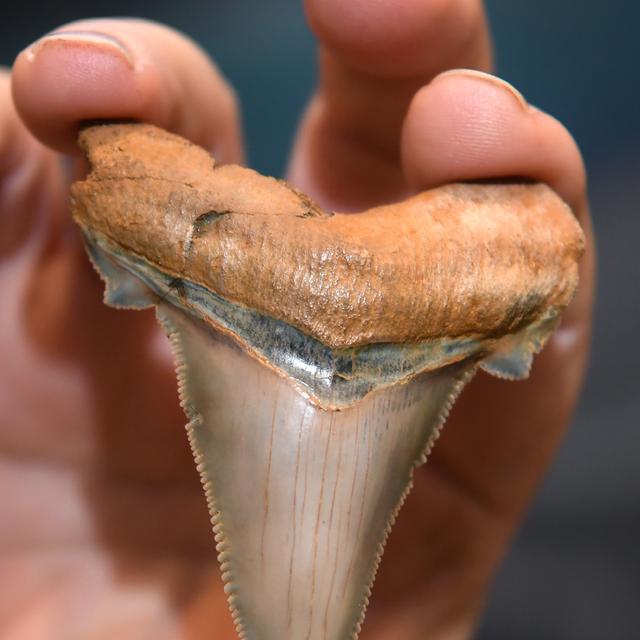 Download 50 Koleksi Gambar Gigi Ikan Hiu Keren Gratis