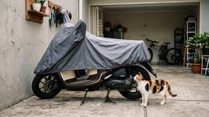 6 Cara Mencegah Kucing Naik ke Jok Motor Tanpa Menyakitinya, Mudah dan Praktis