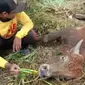 Sapi warga Tuban terjangkit penyakit lato-lato. (Adirin/Liputan6.com)