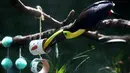 Seekor toucan mendapat makanan dari tabung setelah hewan di kebun binatang Cali menerima hadiah makanan sebagai bagian dari perayaan Natal tradisional, di Kolombia pada Senin (20/12/201). (Paola MAFLA / AFP)