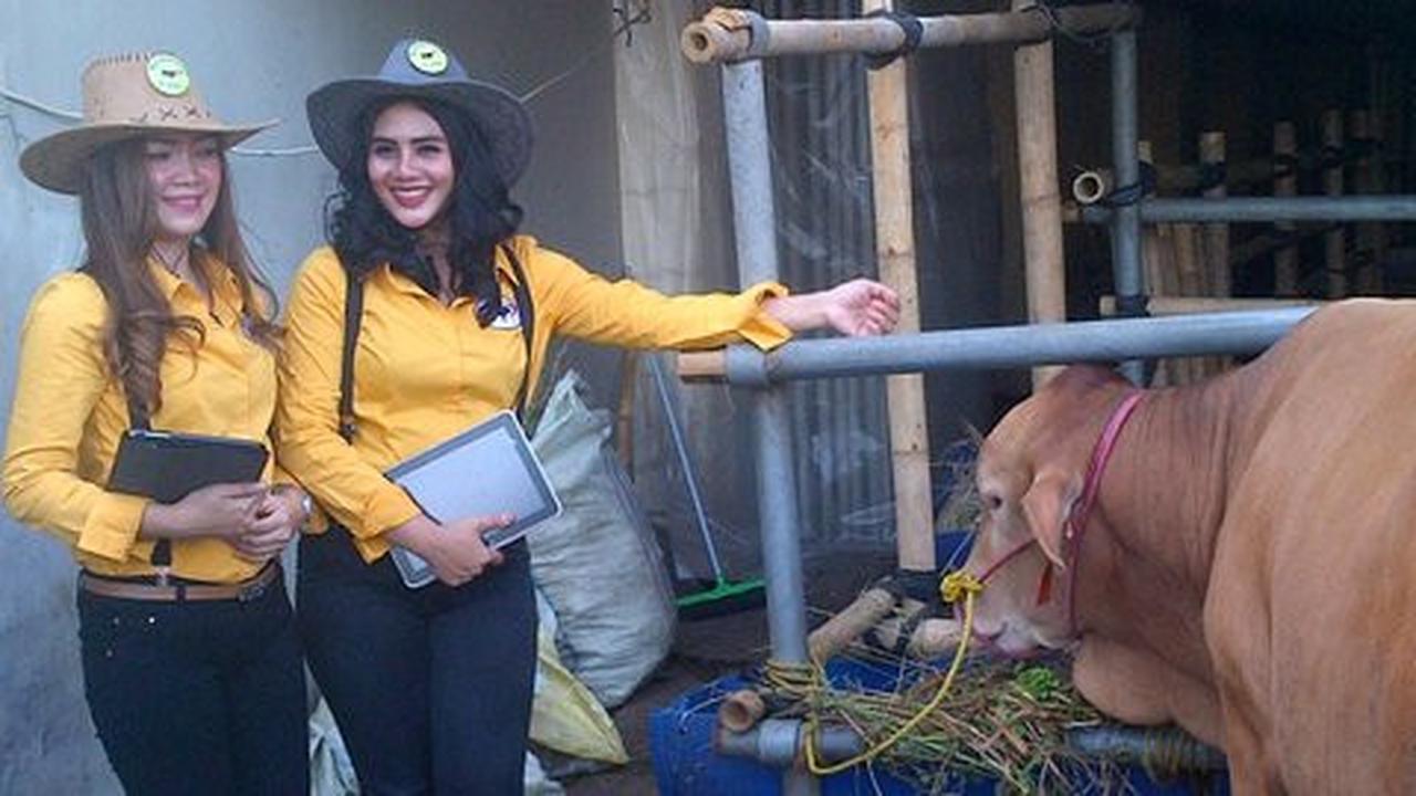 4 Tahun jadi SPG sapi, Mayang kini terbiasa dengan bau kandang