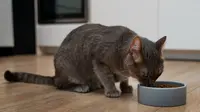7 Common Cat Feeding Mistakes And How to Avoid Them
