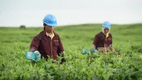 Optimalisasi Lahan Tidur Kebun Teh Bah Butong PTPN IV Regional II Telah Melalui Kajian Mendalam