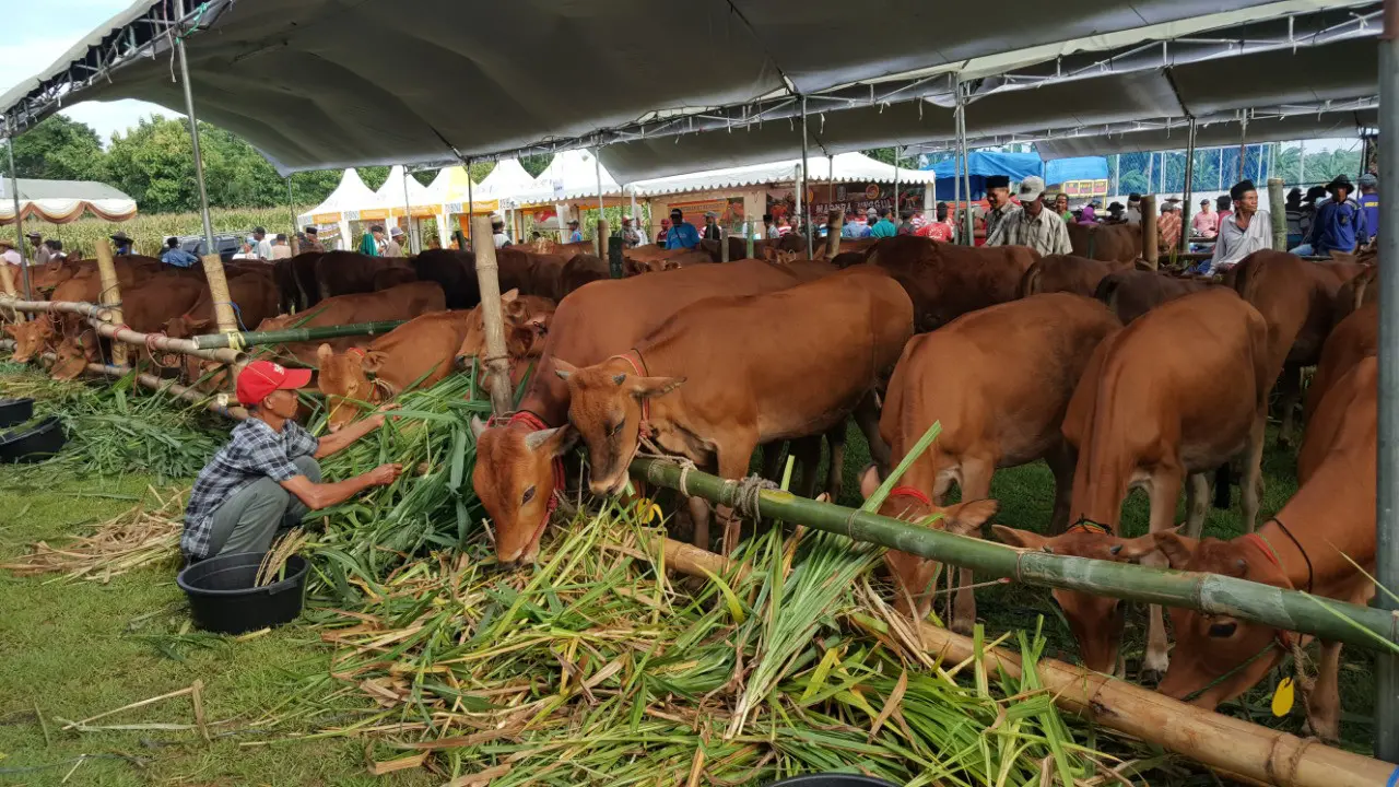 Berkat Program Sikomandan, Kebuntingan Sapi dan Kerbau di Sumut Lewati Target