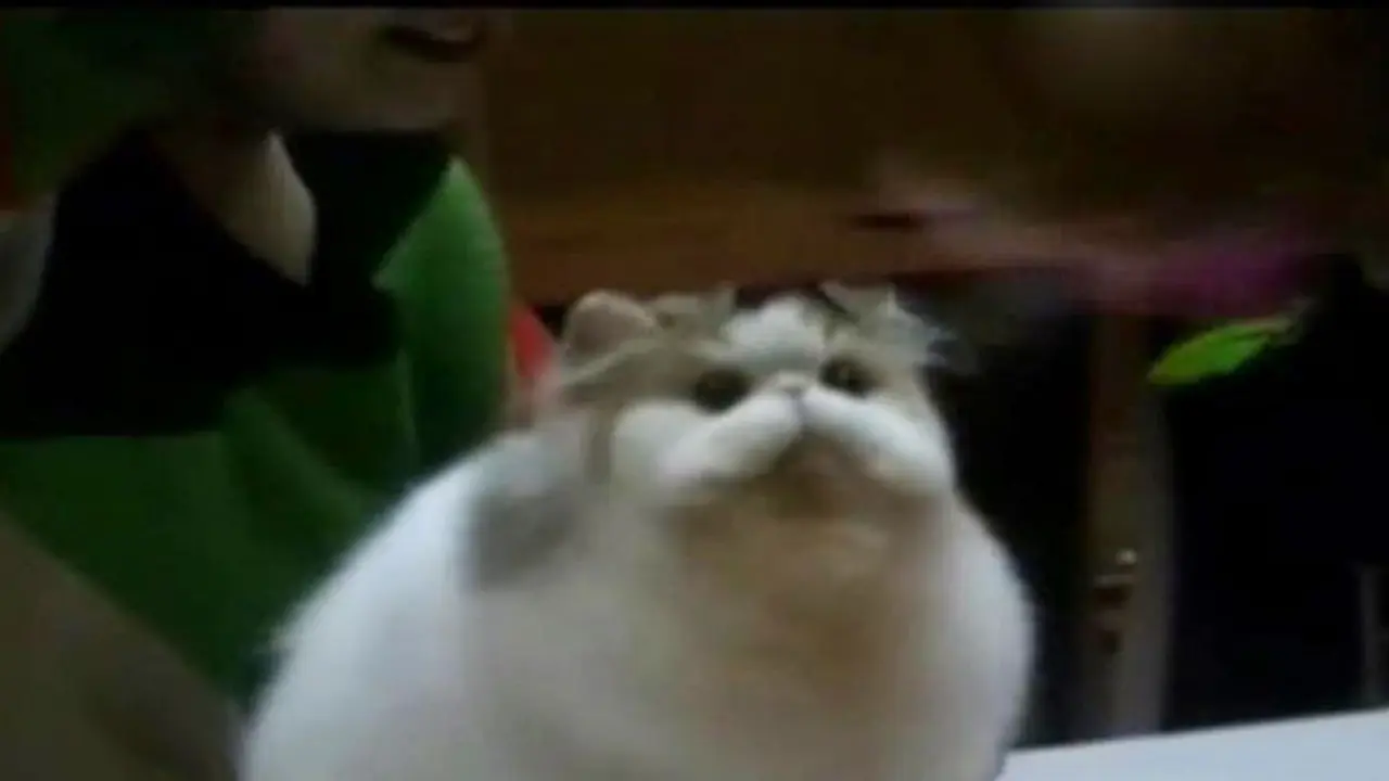 Para Kucing Adu Unik di Kontes Kucing Internasional di Bandung