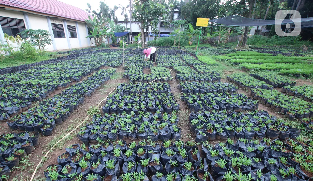 Petugas Dinas Ketahanan Pangan (DKP) Kota Tangerang merawat bibit tanaman di Tangerang, Banten, Rabu (4/11/2020). DKP Kota Tangerang menargetkan membagikan 486 ribu bibit tanaman hingga akhir November 2020 untuk warga melalui kecamatan di tengah pandemi COVID-19. (Liputan6.com/Angga Yuniar)