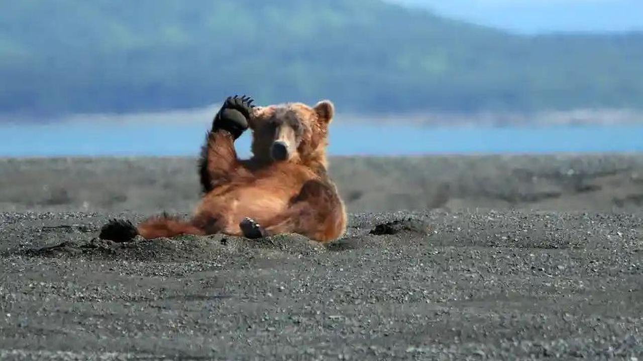 Waving Bear by Alan Vernon, 2007&nbsp;