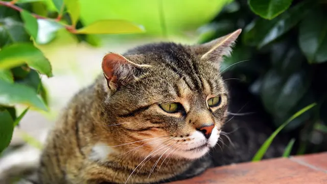 Ilustrasi kucing