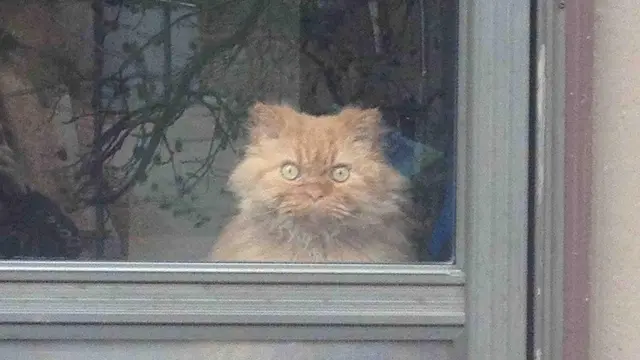 kucing berwajah galak