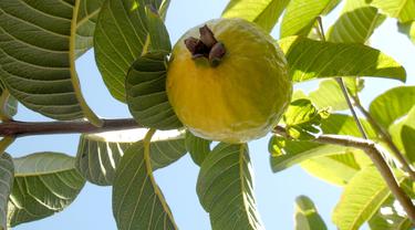 Jambu Biji