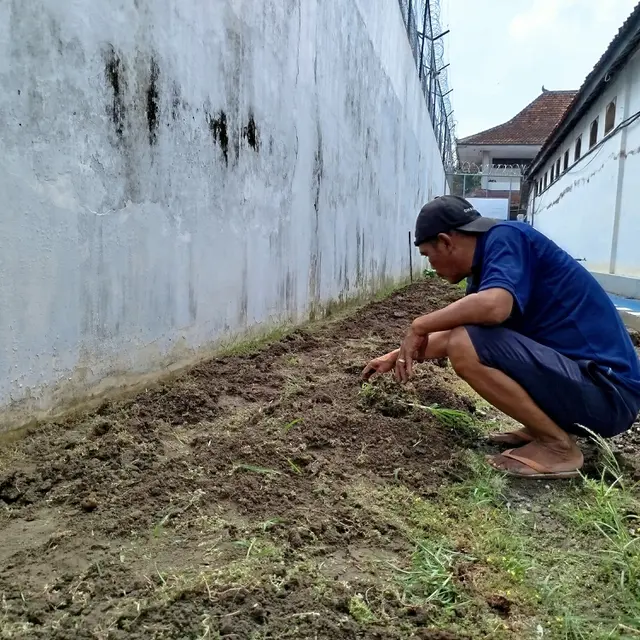 Cara Menanam Sawi di Tanah Berpasir dan Kerikil