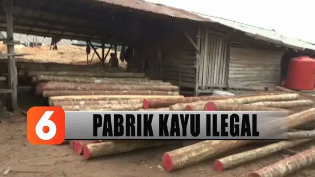 Pabrik pengolahan kayu milik warga ini ditenggarai melakukan praktik ilegal logging atau pembalakan liar.