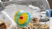 Cara Membuat Kandang Hamster dari Galon Bekas, Mudah Dipraktikkan