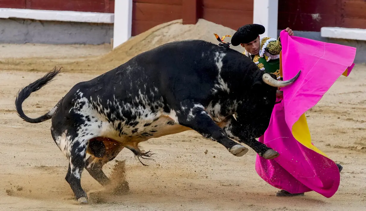 Matador Antonio Ferrera saat adu banteng di arena adu banteng Las Ventas, Madrid, Spanyol, Minggu (4/7/2021). Adu banteng ini berlangsung di tengah pandemi virus corona COVID-19. (AP Photo/Manu Fernandez)