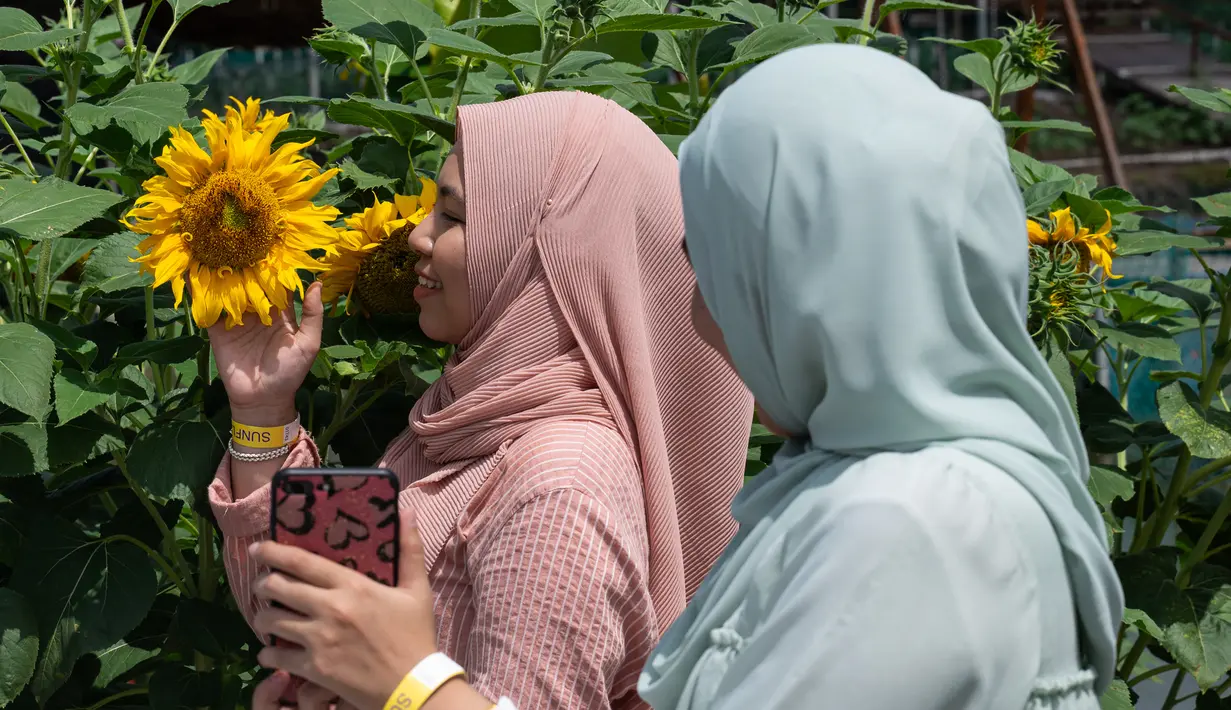 Wanita muslim berfoto dengan bunga matahari di taman bunga matahari di Bagan Datuk di negara bagian Perak Malaysia (17/3/2021). Ratusan pengunjung datang ke taman ini setiap hari untuk foto dan menikmati aktivitas lain seperti memberi makan ikan dan itik yang terdapat di taman tersebut. (AFP/Mohd Ra
