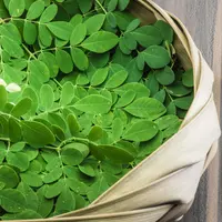 Manfaat dari daun kelor yang jarang diketahui