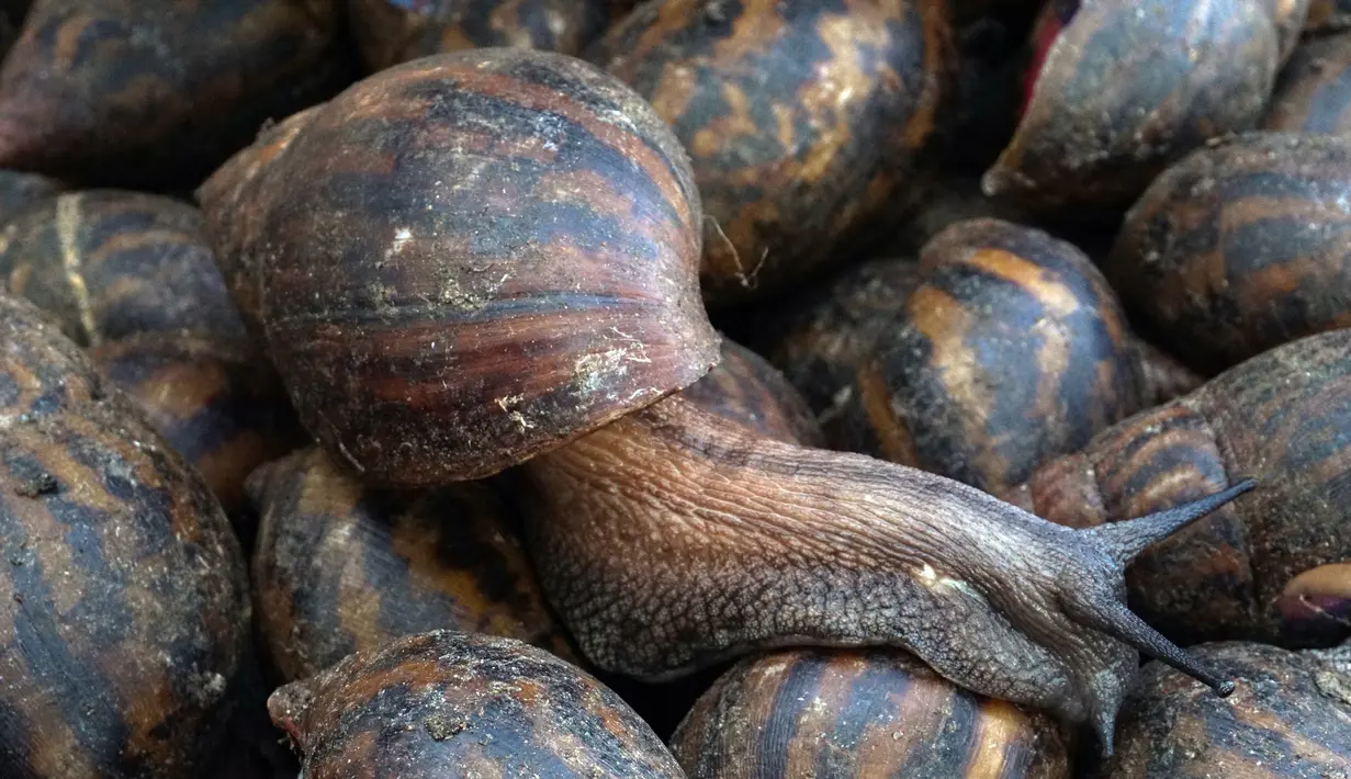 Siput-siput yang dijual di sebuah pasar di Abidjan, Pantai Gading, Kamis (16/3). Siput menjadi salah satu hewan yang biasa dikonsumsi di daerah tersebut. (AFP PHOTO / ISSOUF Sanogo)