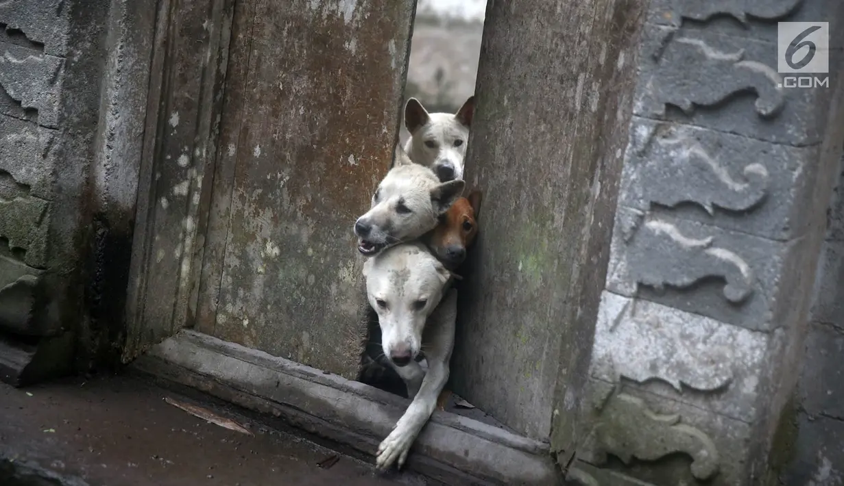 Sejumlah ekor anjing yang ditinggalkan pengungsi menunggu diberi makan di Dusun Sogra, Desa Sebudi, Karangasem, Bali, Minggu (3/12). Setiap hari, para relawan tersebut berkeliling untuk membagikan makanan bagi hewan. (Liputan6.com/Immanuel Antonius)