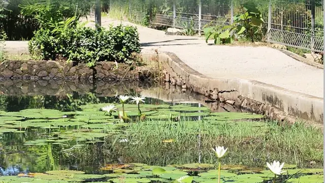 Bakoen Park, 6 Taman di Jakarta dengan Kolam Estetik, Cocok untuk Healing Akhir Pekan