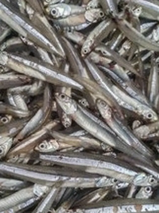 Ikan teri