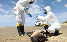 Australia Laporkan Kasus Pertama Varian Flu Burung H5N1 yang Mematikan