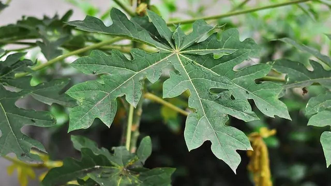 Resep Daun Pepaya Anti Pahit yang Semua Orang Suka, Lezat dan Bikin Nagih