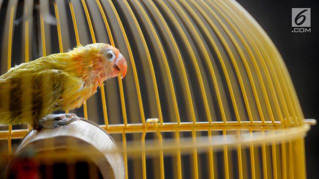 Budidaya Burung Lovebird