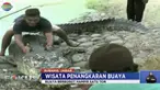 Di Subang, Jawa Barat, ada wisata alam ekstrem yang bisa berfoto dengan buaya raksasa seberat 1 ton.