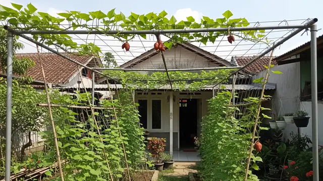 9 Ide Kebun Ubi Rambat dari Kawat Bekas Jemuran, Hemat Lahan dan Ramah Lingkungan
