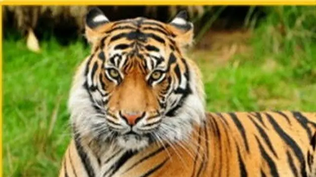 Hewan Mana yang Akan Kamu Adopsi? Pilihanmu Dapat Ungkap Keadaan Emosional