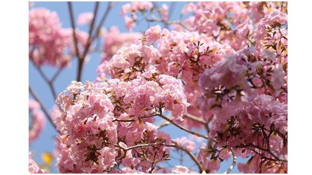 Bunga Tabebuya yang mirip dengan bunga sakura bermekaran di sepanjang bulan November.