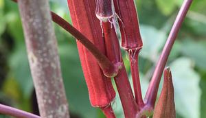 Ilustrasi Okra Merah