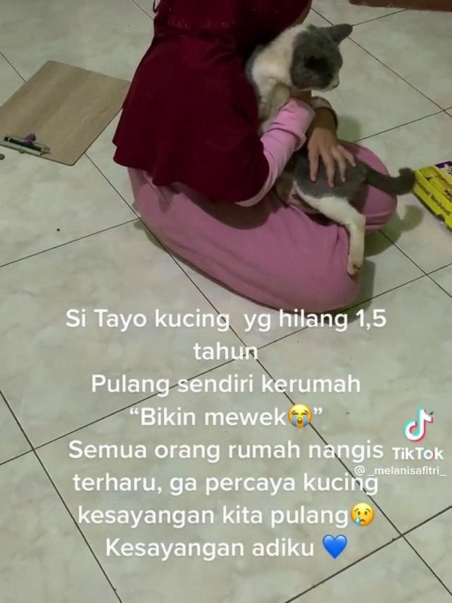 Pertemuan kucing dengan pemiliknya