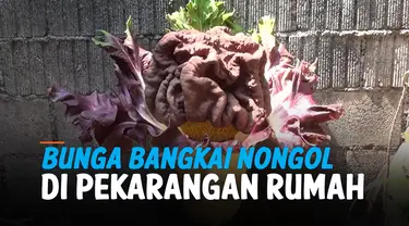 THUMBNAIL bunga bangkai