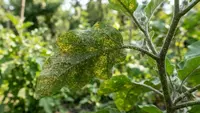 8 Cara Mengatasi Tungau pada Tanaman Terong agar Daun Tidak Menguning, Panen Tetap Maksimal