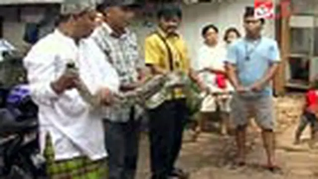Seekor ular sanca kembang sepanjang 3,6 meter ditemukan warga di Kebayoran Lama, Jaksel. Ular berhasil ditangkap sesaat setelah terjatuh dari atap WC rumah seorang warga.