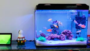 Ilustrasi Aquarium (Photo by Vikram Mudaliar on Unsplash)