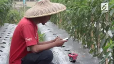Melalui alat ini, petani dapat mengetahui informasi terkini kebun. 
