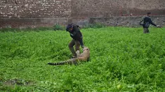 Seekor macan tutul menyerang pria India setelah ditemukan memasuki daerah perkampungan di Jalandhar, Kamis (31/1). Macan tutul yang ketakutan itu mengamuk dan menyerang warga dan mengakibatkan enam orang terluka. (AP Photo)