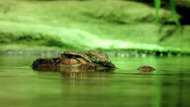 Ilustrasi aligator. (Dok. Pixabay)