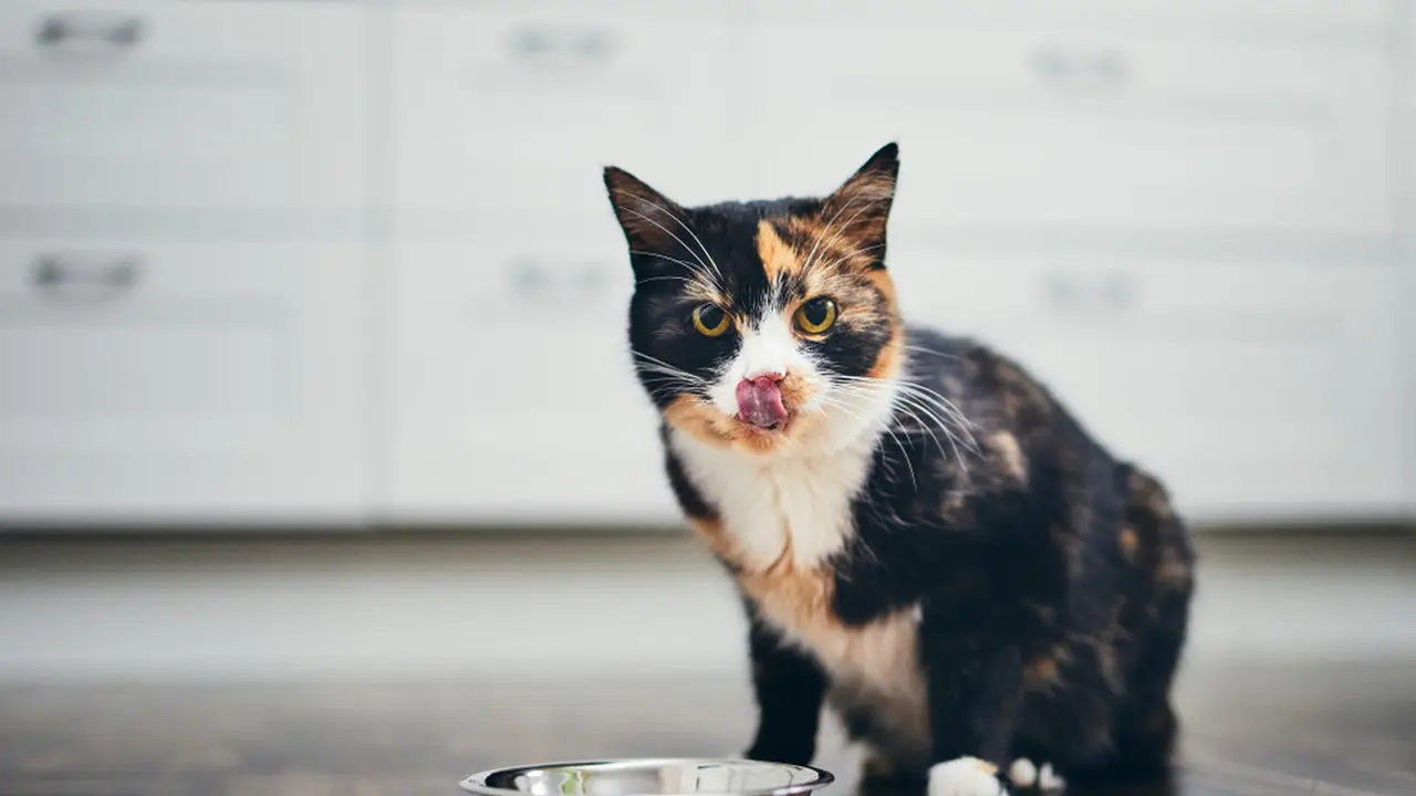 Ilustrasi Kucing/Shutterstock.