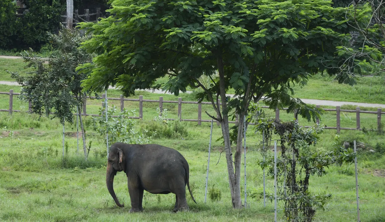 Seekor gajah berdiri di bawah pohon di Panti Asuhan Gajah Pinnawala di Pinnawala,  Kolombo (11/8/2020). Hari Gajah Sedunia dirayakan setiap tahun pada 12 Agustus untuk menyebarkan kesadaran tentang pelestarian dan perlindungan gajah. (AFP/Lakruwan Wanniarachchi)