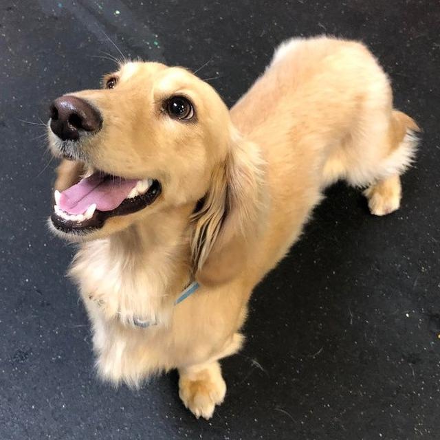 6 Potret Anjing dari Perkawinan Beda Ras Ini Lucu Banget - Hot Liputan6.com