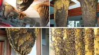 Ingin tahu bagaimana lebah bekerja? Di museum ini, Anda bisa menyaksikan kehidupan lebah dan belajar dadar-dasar beternak lebah.
